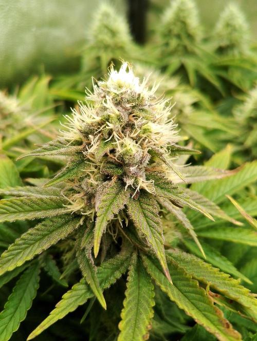 Bad microgrow. Week 6