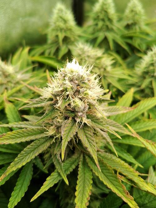 Bad microgrow. Week 6