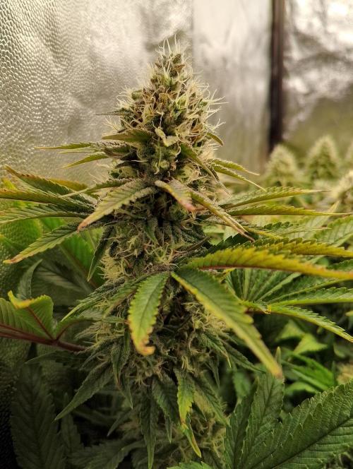 Bad microgrow. Week 6