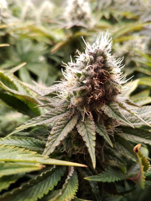 Bad microgrow. Week 6