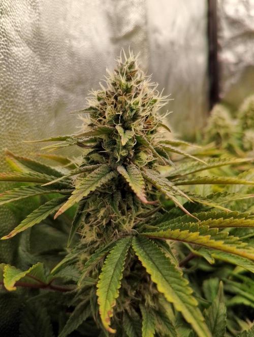 Bad microgrow. Week 6