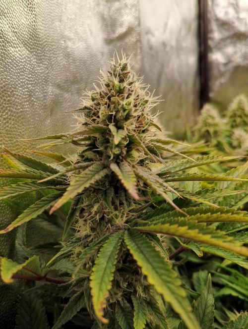 Bad microgrow. Week 6