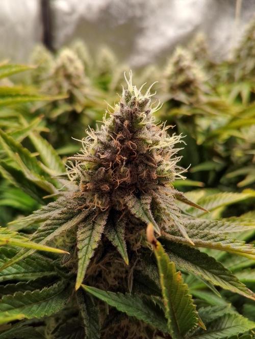 Bad microgrow. Week 7 - P1