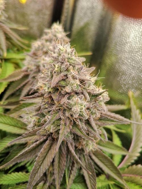 Bad microgrow. Week 7 - P2