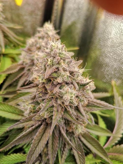 Bad microgrow. Week 7 - P2