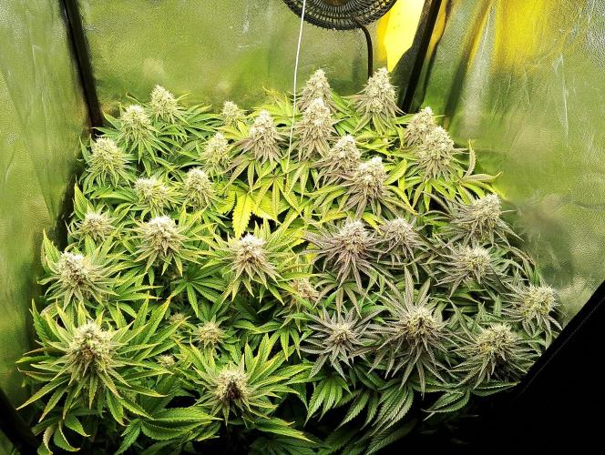 Bad microgrow. Week 7 - Komplet