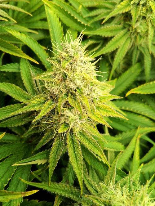 Bad microgrow. Week 7 - P4