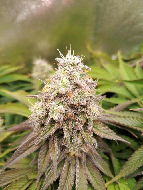 Bad microgrow. Week 7 - P2