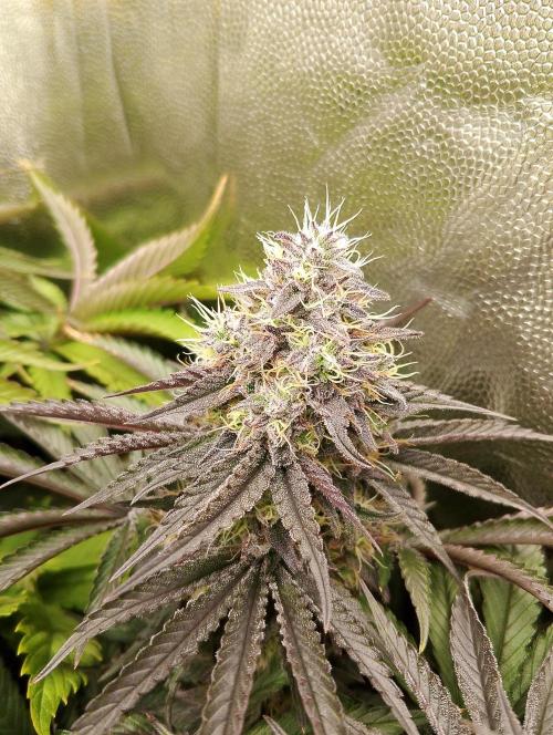 Bad microgrow. Week 7 - P3