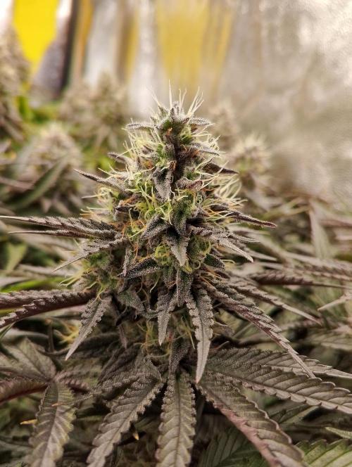 Bad microgrow. Week 7 - P3