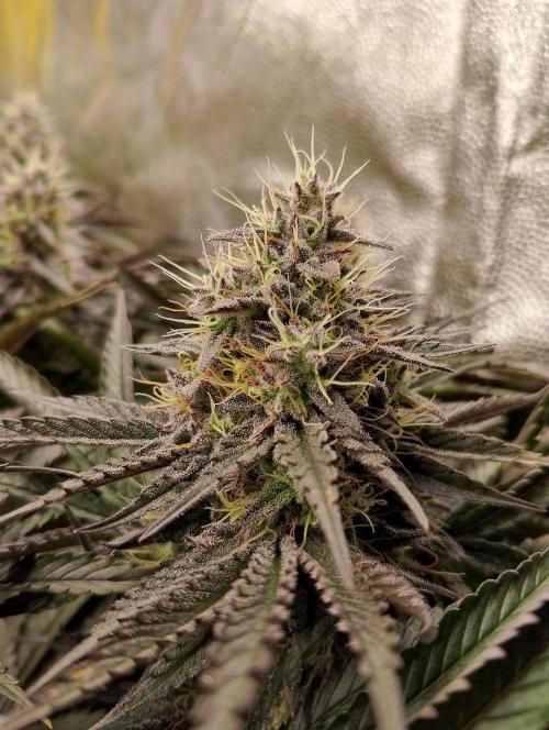 Bad microgrow. Week 7 - P3