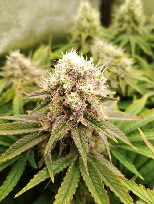 Bad microgrow. Week 7 - P1