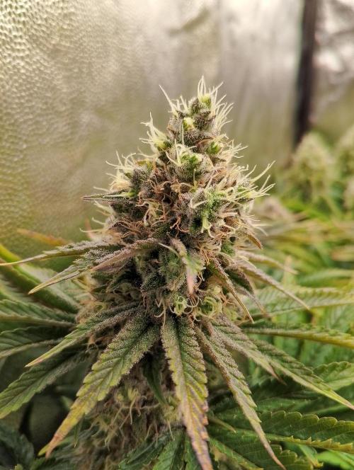 Bad microgrow. Week 7 - P1