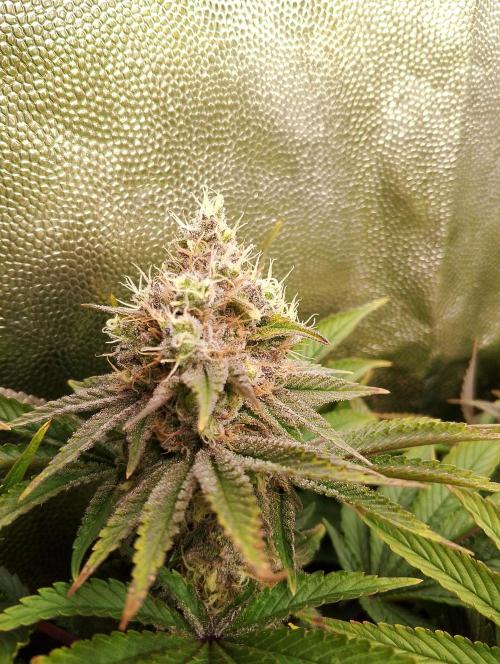 Bad microgrow. Week 7 - P1