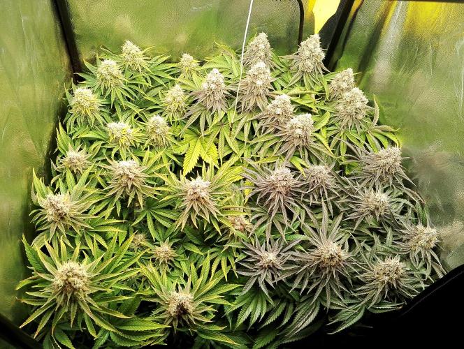 Bad microgrow. Week 8