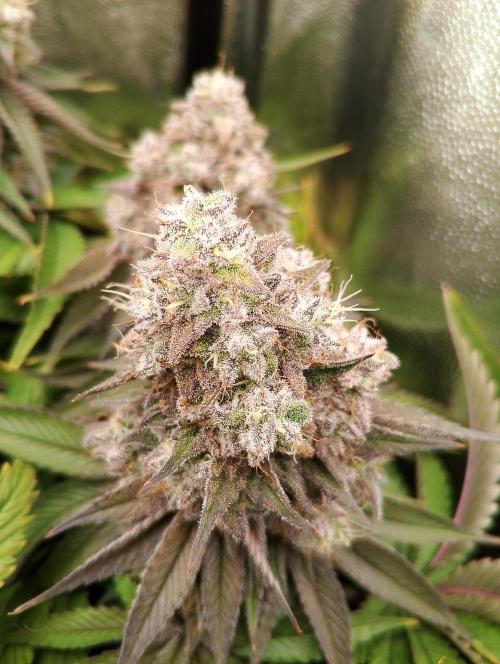 Bad microgrow. Week 8