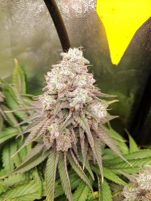 Bad microgrow. Week 8