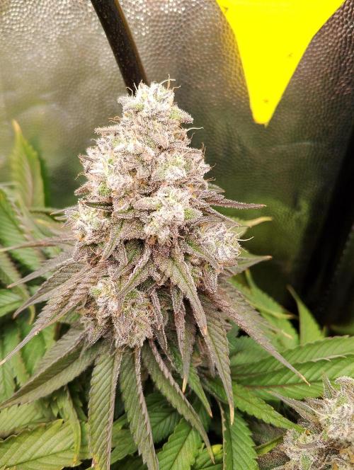 Bad microgrow. Week 8