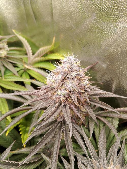 Bad microgrow. Week 8