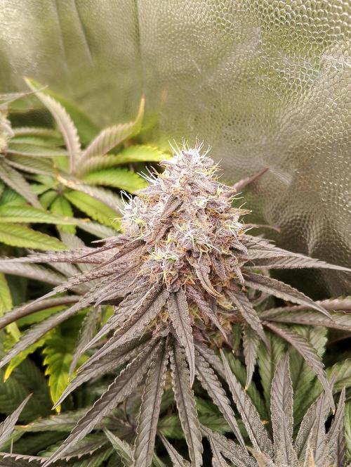 Bad microgrow. Week 8