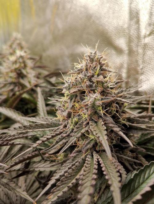 Bad microgrow. Week 8