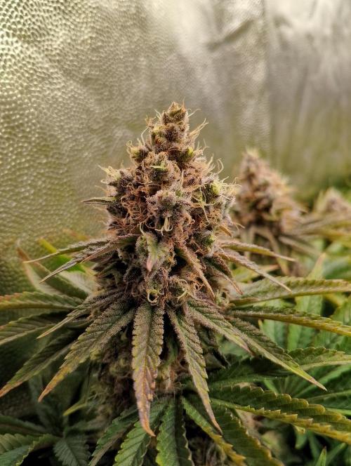 Bad microgrow. Week 8