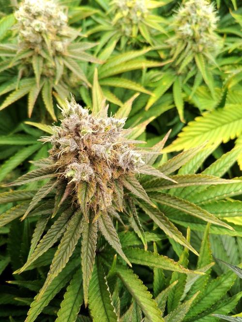 Bad microgrow. Week 8