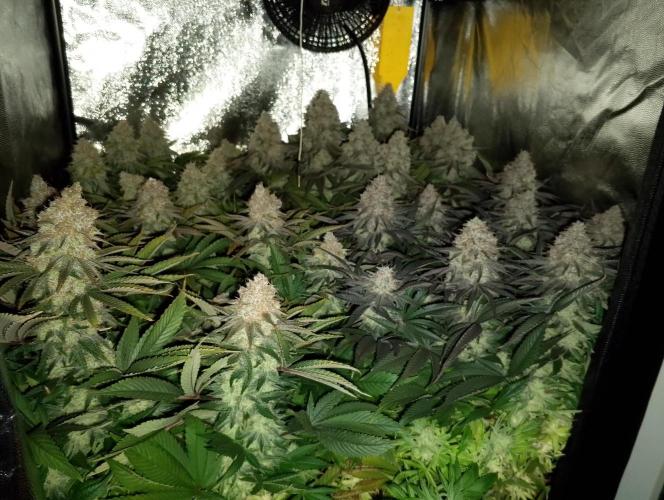 Bad microgrow. Week 9