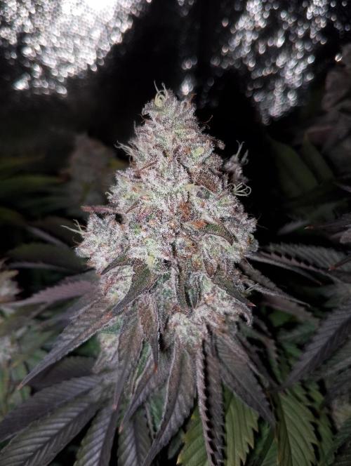 Bad microgrow. Week 9