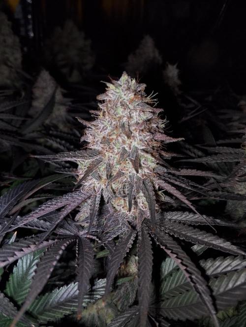 Bad microgrow. Week 9