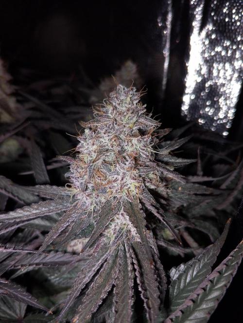 Bad microgrow. Week 9