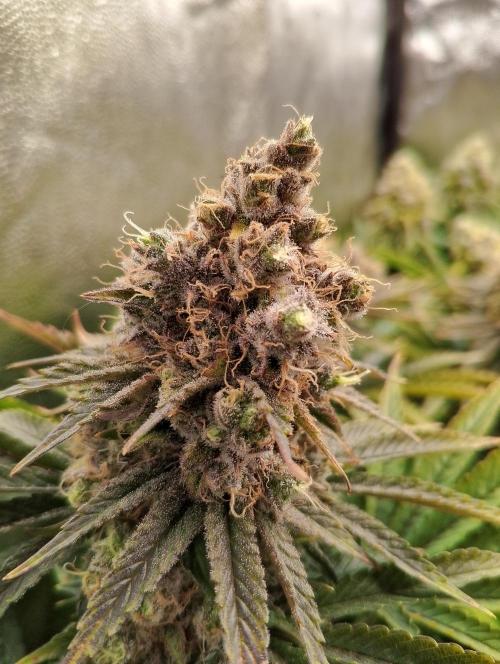 Bad microgrow. Week 9