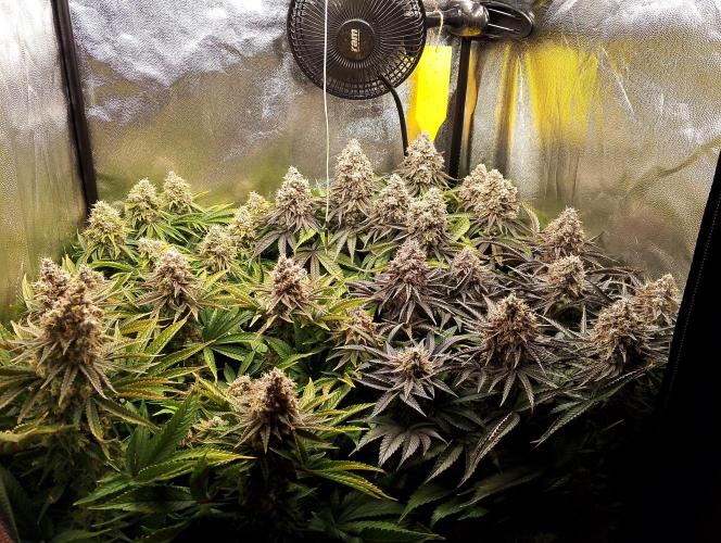 Bad microgrow. Week 9