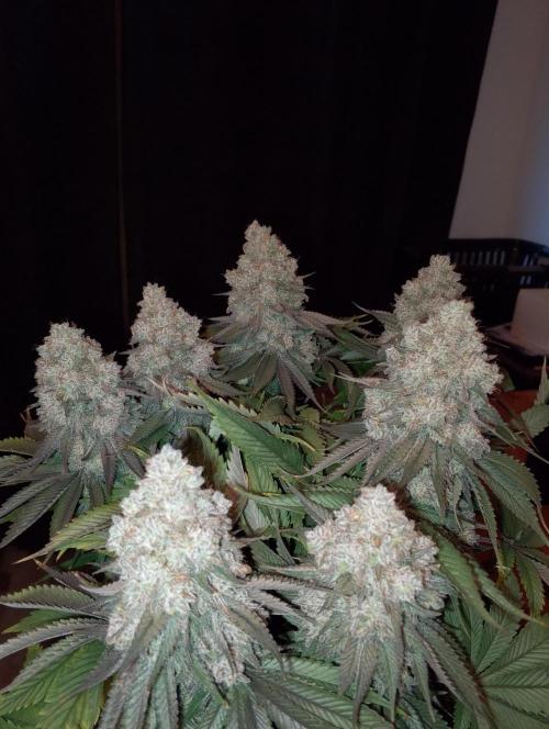 Bad microgrow. Week 10