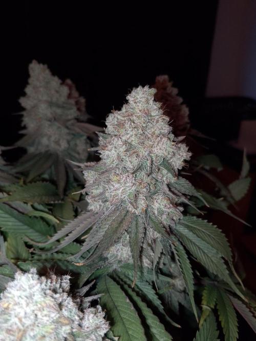 Bad microgrow. Week 10