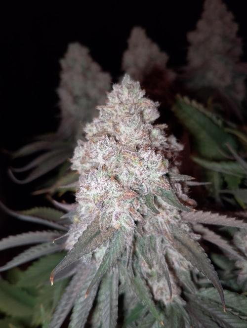 Bad microgrow. Week 10