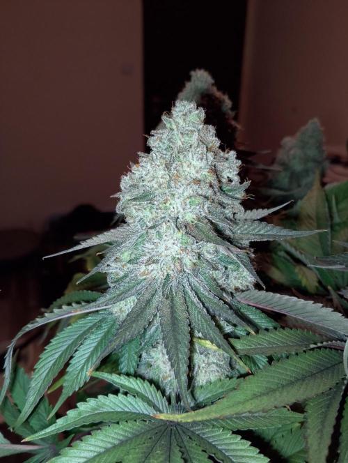 Bad microgrow. Week 10