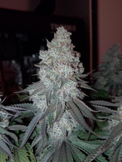 Bad microgrow. Week 10