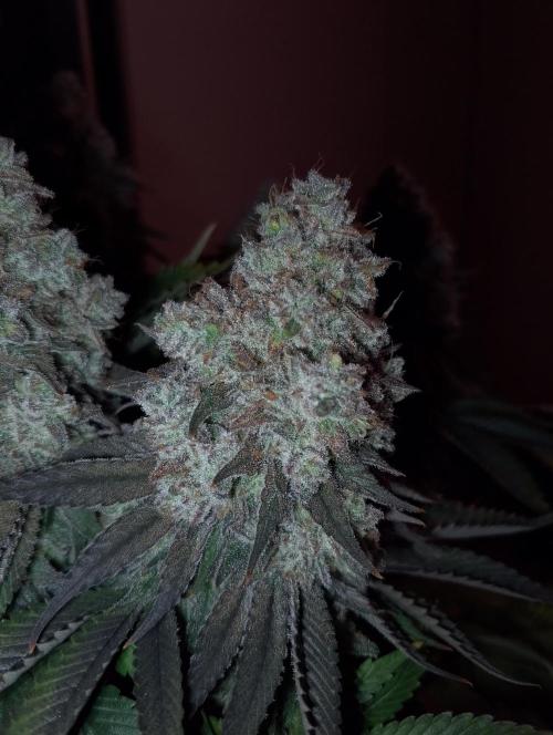 Bad microgrow. Week 10