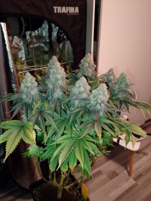 Bad microgrow. Week 10