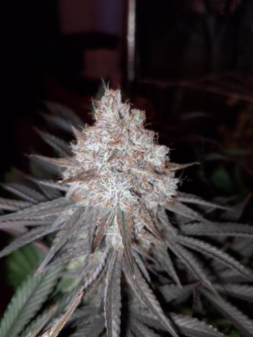 Bad microgrow. Week 10