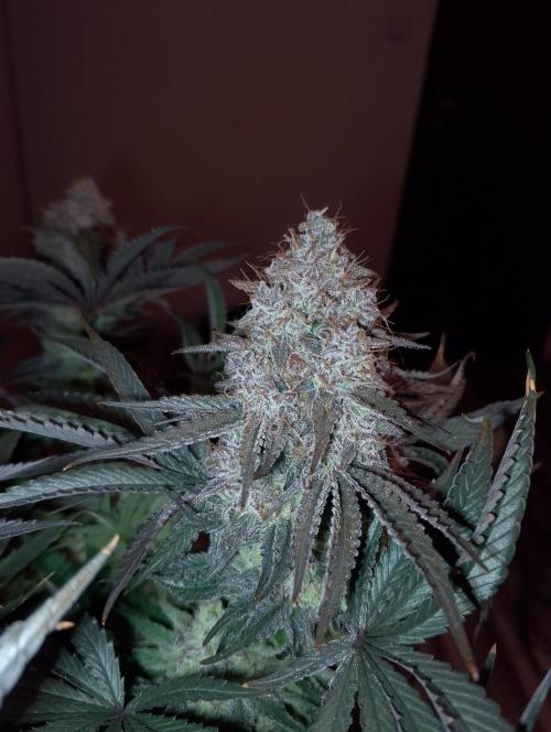 Bad microgrow. Week 10