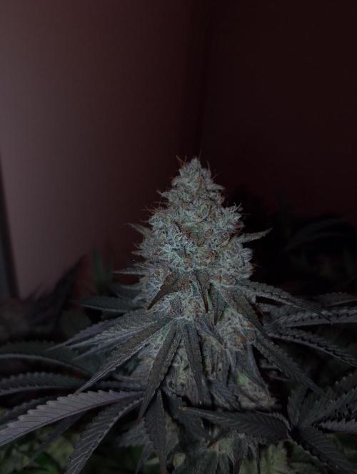 Bad microgrow. Week 10