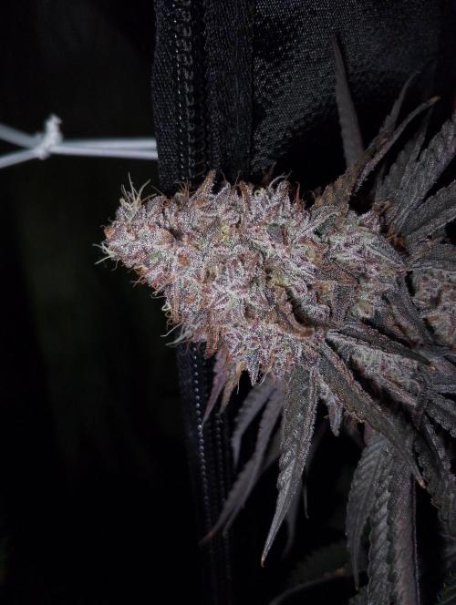 Bad microgrow. Week 10