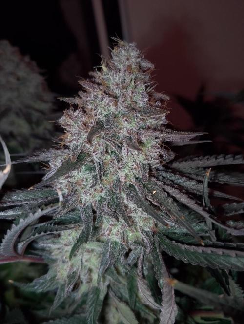 Bad microgrow. Week 10