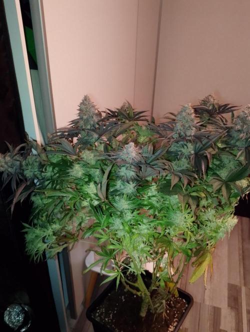 Bad microgrow. Week 10