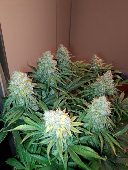 Bad microgrow. Week 10