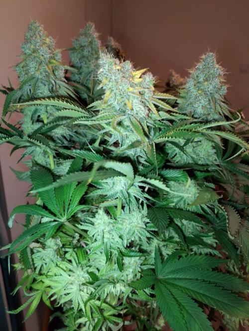 Bad microgrow. Week 10