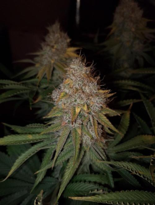 Bad microgrow. Week 10