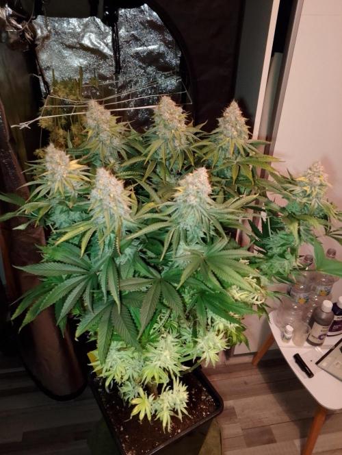 Bad microgrow. Week 10